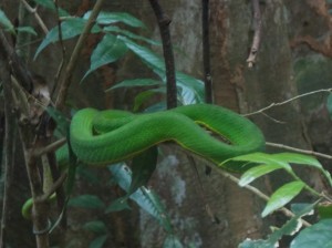 Khao Yai: slang / snake