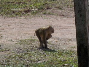 Khao Yai: Makaak met jong / Macaque with cub