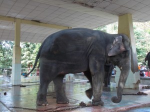 Yangon zoo: vastgeketende olifant / chained elephant
