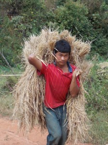 Kalaw trekking: rijst oogsten / harvesting rice