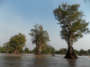 Kratie - Mekong: overstroomd bos / flooded forest