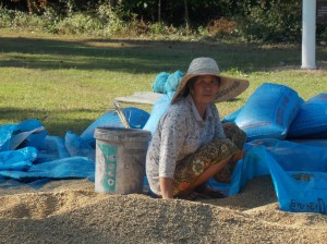 Sukothai: rijst drogen en inpakken / drying and packing rice