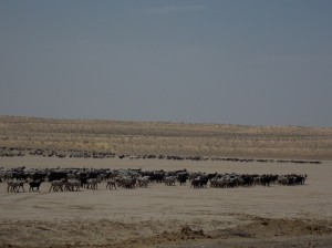 Karakum woestijn / desert